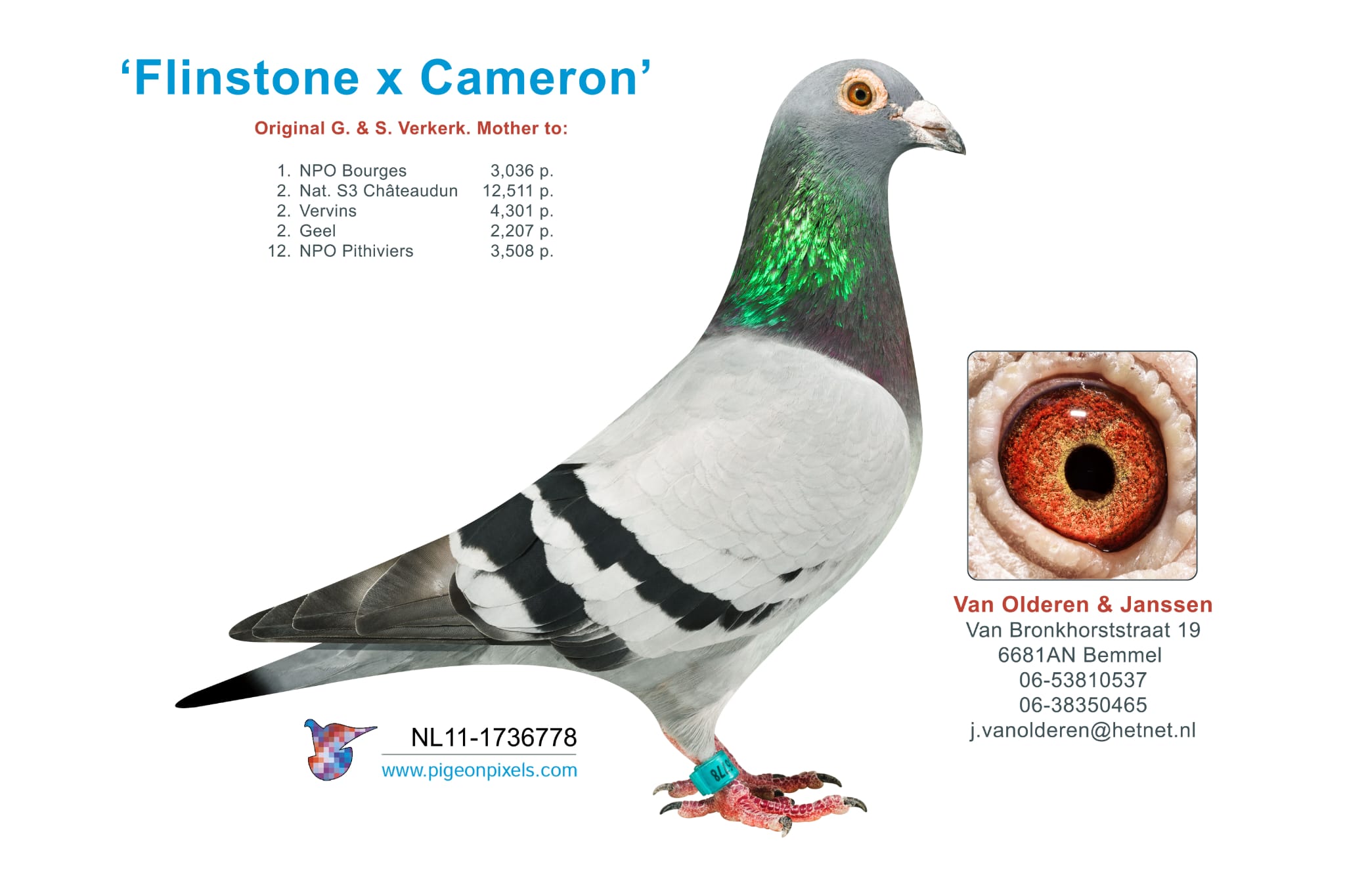 NL11-1736778 Flinstone x Cameron NL11-1736778 Flinstone x Cameron